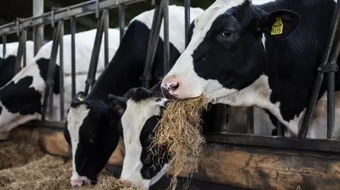 W Senacie rozmawiają o "piątce dla zwierząt". PSL grozi opuszczeniem większości