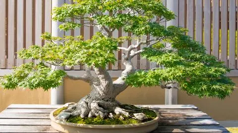 bonsai shutterstock_1261339375_S