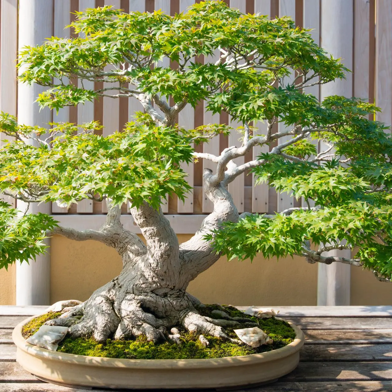 Drzewko bonsai - rodzaje, pielgnacja, cena | TVN Meteo