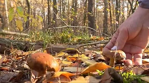 Zatrucie grzybami i interwencja służb