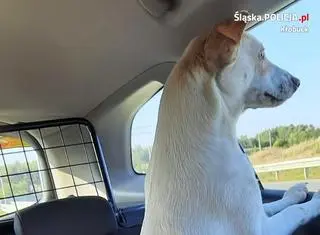 Pies z autostrady na razie trafił do schroniska