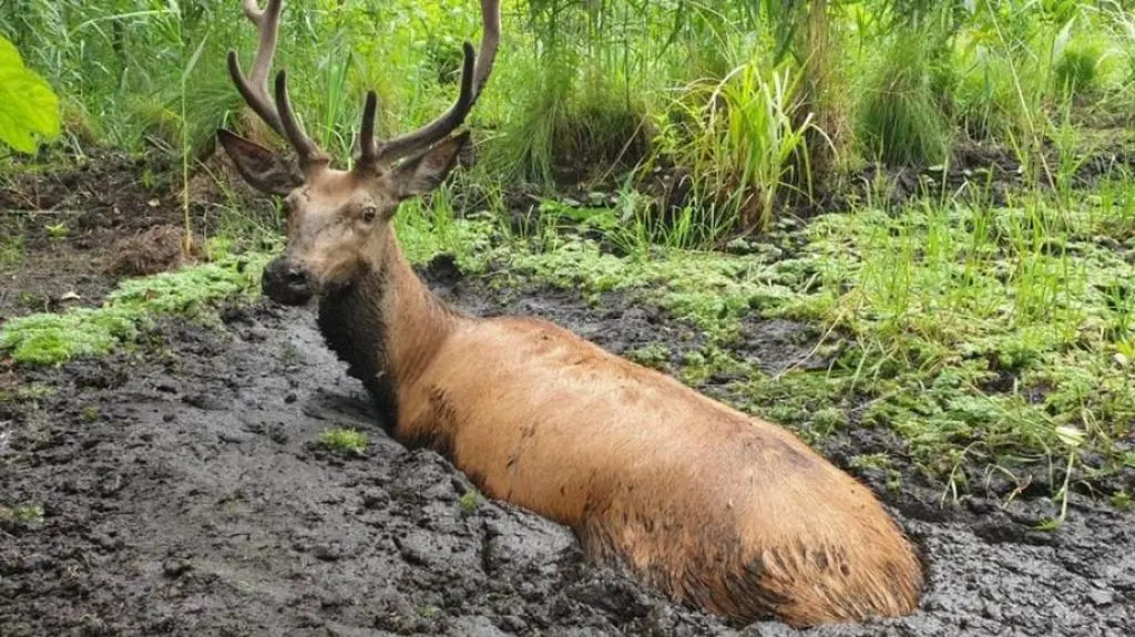 Z bagna wystawały tylko łeb kark i grzbiet