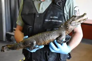 Wypchany krokodyl
