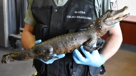 Wypchany krokodyl w bagażniku auta
