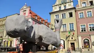 Instalacja kukieł 