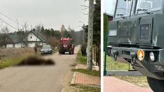 Wojskowy samochód potrącił żubra. Zwierzę nie żyje