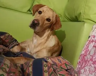 Trwają poszukiwania Adiego
