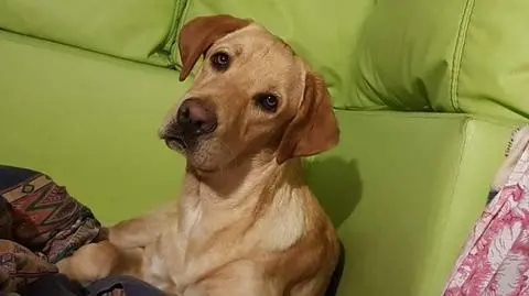 Trwają poszukiwania Adiego