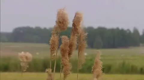 biebrzanski
