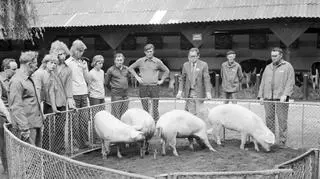 Wystawa Zwierząt Hodowlanych i Eksportowych na terenie Naramowic w 1974 roku