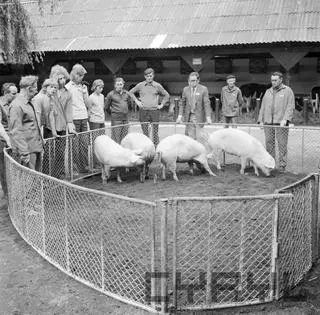 Wystawa Zwierząt Hodowlanych i Eksportowych na terenie Naramowic w 1974 roku