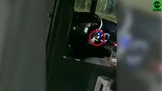 Kierowca autobusu oglądał film w trakcie jazdy
