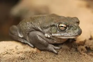 Ropucha "bufo alvarius"
