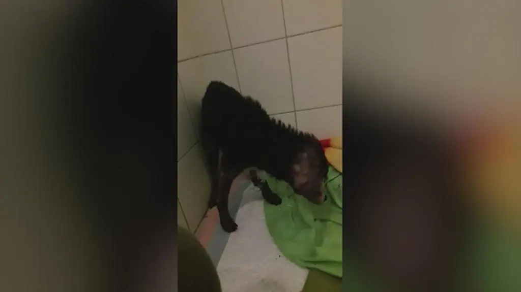 U Tuni stwierdzono anemię zanik mięśni i niedożywienie