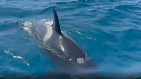 Orki zaatakowały jachty. "Przerażające"