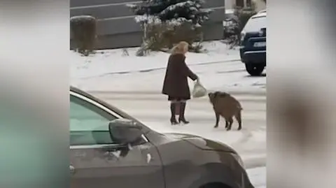 Dzik podszedł do kobiety, która szła z zakupami