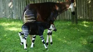 Okapi to żyrafy z krótką szyją