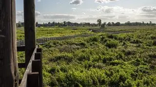 Z kładki rozciąga się piękny widok na rozlewiska