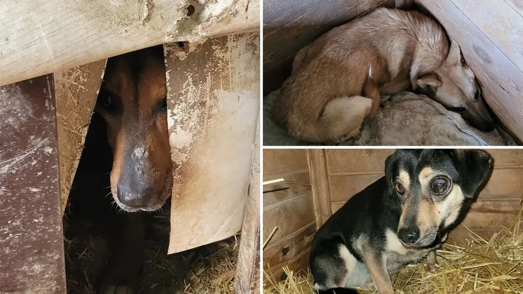 Sąd skazał byłą właścicielkę schroniska za znęcanie się nad zwierzętami