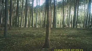 Jelenie idą lasem