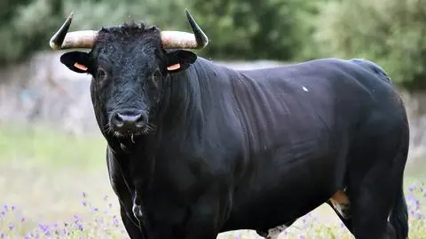 Szukali go nawet dronami, wrócił sam. Byk uciekinier na jednodniowym "gigancie"