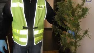 Krzaki mierzyły od 30 do 170 cm