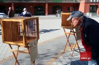W klatkach nie było gołębi, tylko ich zdjęcia