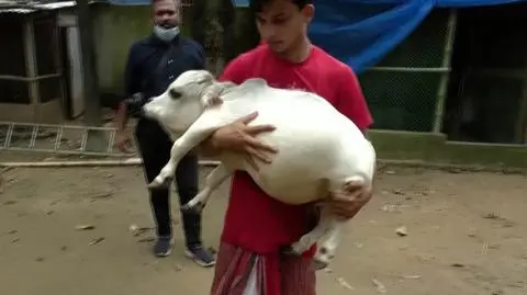 Waży 26 kilogramów, właściciele noszą ją na rękach. Tysiące osób chcą zobaczyć "najmniejszą krowę na świecie"