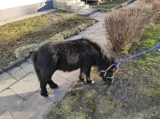 Koń trzymany był w mieszkaniu w bloku