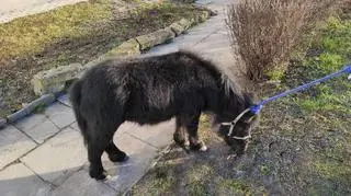 The pony was kept in a residential building flat