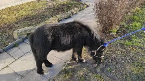 "I bought it for my uncle". Man kept a pony in his apartment