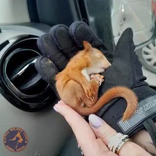 Wiewiórkę uratowały strażniczki miejskie z Animal Patrolu