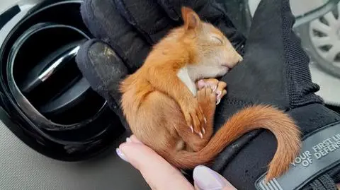 Wiewiórkę uratowały strażniczki miejskie z Animal Patrolu