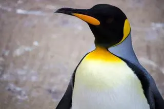 Pingwin cesarski (zdjęcie poglądowe)