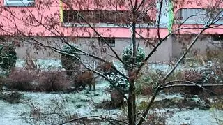 Dziki przed blokiem