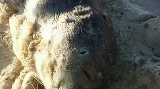 Foka trafiła do Stacji Morskiej bardzo wyczerpana 