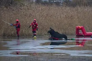 Na jeziorze utknął łoś. Uratowali go strażacy