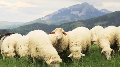 Gdy przestali wypasać owce, zniknęły krokusy. Dotacje dla tatrzańskich baców
