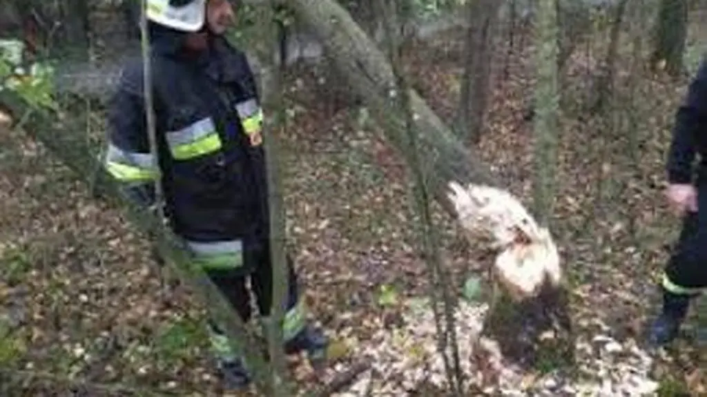 Bobry podgryzły drzewo