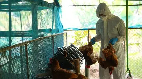 Ptasia grypa. Ekspert WHO o "ogromnych obawach" o możliwość transmisji H5N1 z człowieka na człowieka 