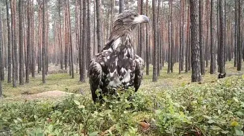 Bielik uchwycony przez fotopułapkę. Wygląda jakby pozował