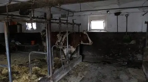 Wichura nad Polską. Prąd śmiertelnie poraził 16 krów