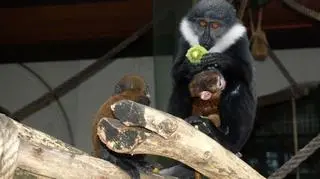 Rodzinny posiłek koczkodanów