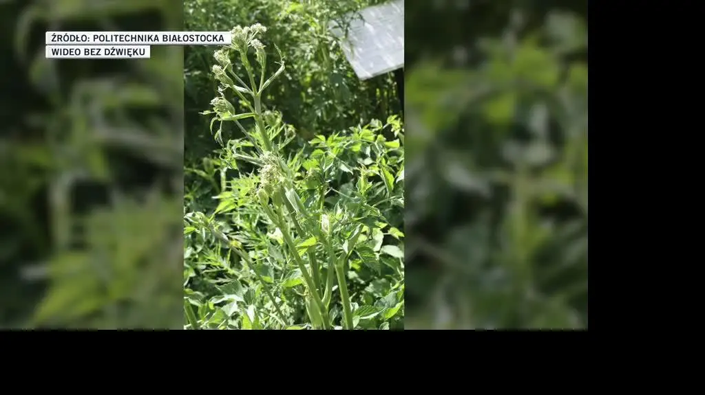 Politechnika Białostocka