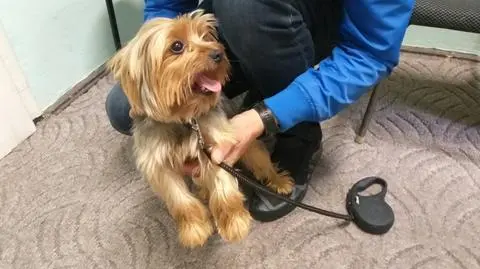 Porwany Tofik wrócił do właścicielki. "Sprawczyni usłyszała zarzut kradzieży"