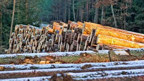 Wycinka w stołecznych lasach. Dlaczego drzewa idą pod topór? 