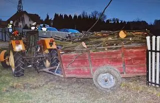 Wracał akurat z wycinki 