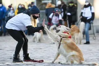 Właściciele psów rasy golden retriever kwestują w Poznaniu podczas 29. Finału WOŚP