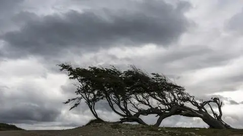 Nie stawiajcie samochodów pod drzewami. Ostrzeżenia przed silnym wiatrem