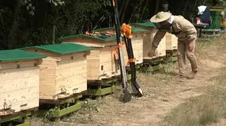 Nowe ule pana Franciszka